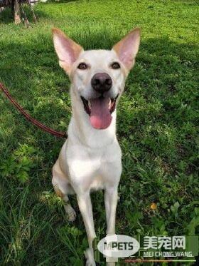 米克斯拆家让中途妈妈担忧退养 幸遇19岁超有爱小主人