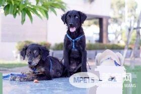 米克斯拆家让中途妈妈担忧退养 幸遇19岁超有爱小主人