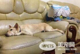 米克斯拆家让中途妈妈担忧退养 幸遇19岁超有爱小主人