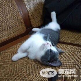 跟着秃子走 超萌的喵星人狂盯韩国瑜