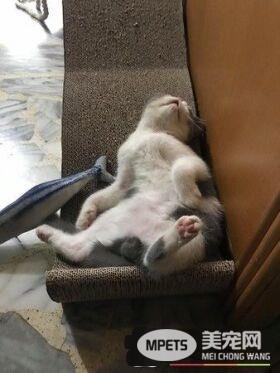 跟着秃子走 超萌的喵星人狂盯韩国瑜