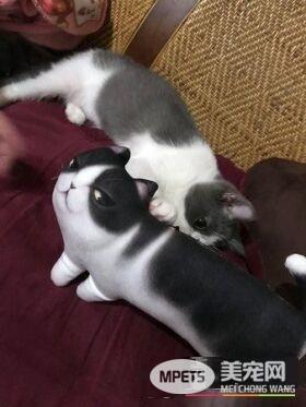 跟着秃子走 超萌的喵星人狂盯韩国瑜