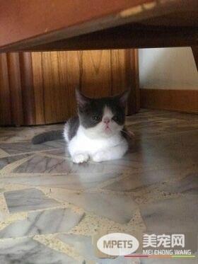 跟着秃子走 超萌的喵星人狂盯韩国瑜