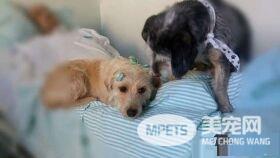主人病重住院 两忠犬在医院门口默默久等