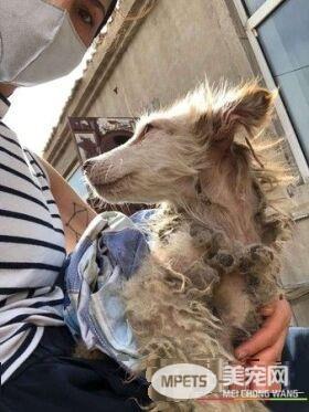 屠宰场被救的可怜小狗 被收编后变身美丽哈士奇