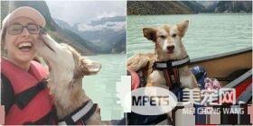 屠宰场被救的可怜小狗 被收编后变身美丽哈士奇