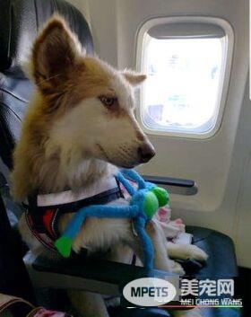 屠宰场被救的可怜小狗 被收编后变身美丽哈士奇