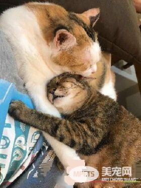 当太监遇上皇上!贴壁倒退逃跑的战斗超可爱