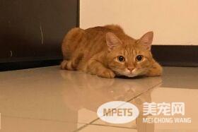 当太监遇上皇上!贴壁倒退逃跑的战斗超可爱