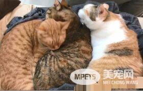 当太监遇上皇上!贴壁倒退逃跑的战斗超可爱