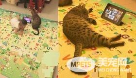 代班看电视的保姆猫 温柔陪伴弟弟超窝心！