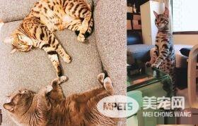 代班看电视的保姆猫 温柔陪伴弟弟超窝心！