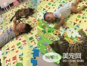 代班看电视的保姆猫 温柔陪伴弟弟超窝心！
