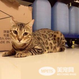 代班看电视的保姆猫 温柔陪伴弟弟超窝心！
