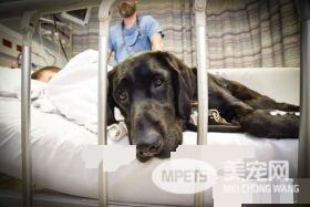 自闭症男孩的忠心服务犬 住院检查也要紧紧守候