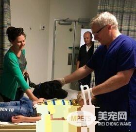 自闭症男孩的忠心服务犬 住院检查也要紧紧守候