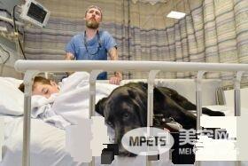 自闭症男孩的忠心服务犬 住院检查也要紧紧守候