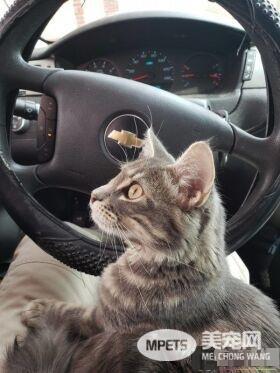 警官解救被当诱誀的小猫 却意外钟情成另类警猫