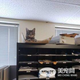 警官解救被当诱誀的小猫 却意外钟情成另类警猫