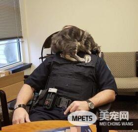 警官解救被当诱誀的小猫 却意外钟情成另类警猫
