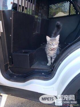 警官解救被当诱誀的小猫 却意外钟情成另类警猫