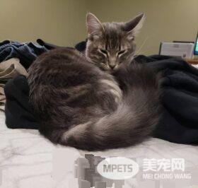 警官解救被当诱誀的小猫 却意外钟情成另类警猫