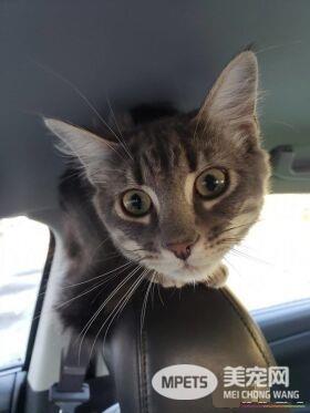 警官解救被当诱誀的小猫 却意外钟情成另类警猫