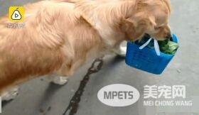 超级暖男阿金 主动帮行动不便的把拔提篮子买菜