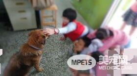 浪浪变身校园明星犬 每天都要办粉丝见面会