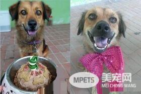 浪浪变身校园明星犬 每天都要办粉丝见面会