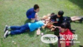 浪浪变身校园明星犬 每天都要办粉丝见面会