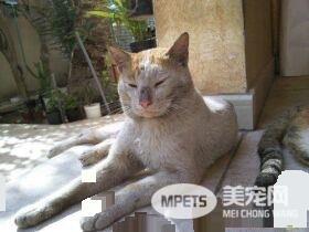 暖心!猫妹妹失踪一个月 猫哥哥离家出走找回妹妹