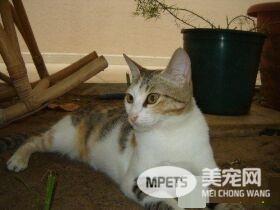 暖心!猫妹妹失踪一个月 猫哥哥离家出走找回妹妹