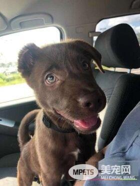 女子去超市遇到弃养事件的受害汪 成功收编回家