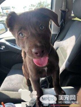 女子去超市遇到弃养事件的受害汪 成功收编回家