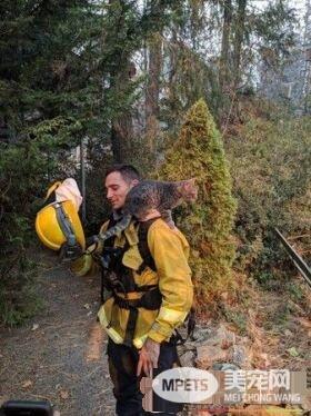 森林大火小猫死里逃生 得消防员解救瞬间成好朋友