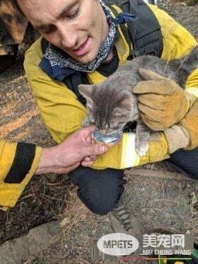 森林大火小猫死里逃生 得消防员解救瞬间成好朋友