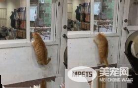 橘猫好气要跳过窗台 无奈肉肉有点都屡次失败