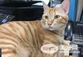 橘猫好气要跳过窗台 无奈肉肉有点都屡次失败