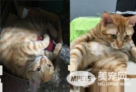 橘猫好气要跳过窗台 无奈肉肉有点都屡次失败