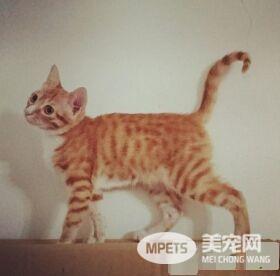 猫生无望阿! 喵咪结扎手术中一脸生无可恋表情超有趣