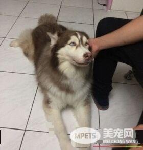 这是历史性的一刻！磨合期的猫狗姐妹罕见在一起