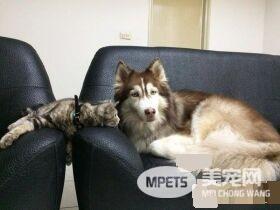 这是历史性的一刻！磨合期的猫狗姐妹罕见在一起