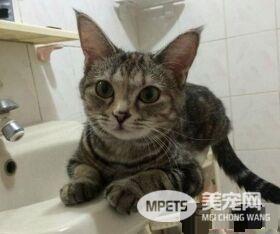 这是历史性的一刻！磨合期的猫狗姐妹罕见在一起