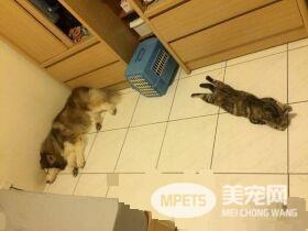 这是历史性的一刻！磨合期的猫狗姐妹罕见在一起