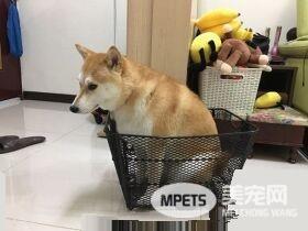 柴柴从沙发玩到桌上怕高不敢下来 等待马麻救星