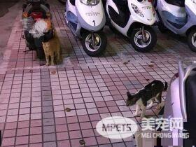 遇到猫警探了！浪喵霸占警用机车伪装黑猫警长
