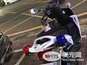遇到猫警探了！浪喵霸占警用机车伪装黑猫警长