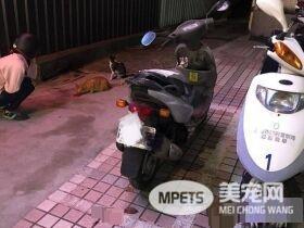 遇到猫警探了！浪喵霸占警用机车伪装黑猫警长