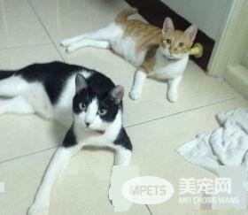 遇到猫警探了！浪喵霸占警用机车伪装黑猫警长